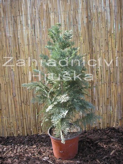 cypiek Lawsonv Columnaris - Chamaecyparis lawsoniana Columnaris