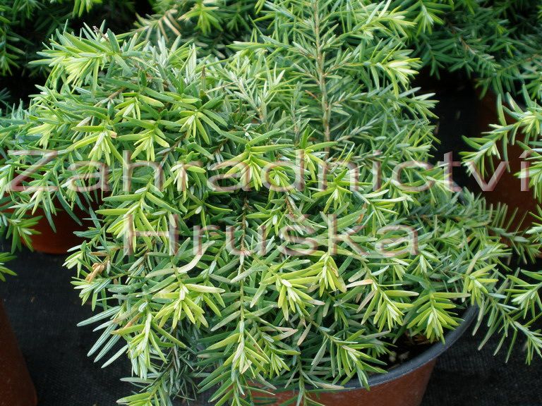 jedlovec kanadsk Jeddeloh - Tsuga canadensis Jeddeloh