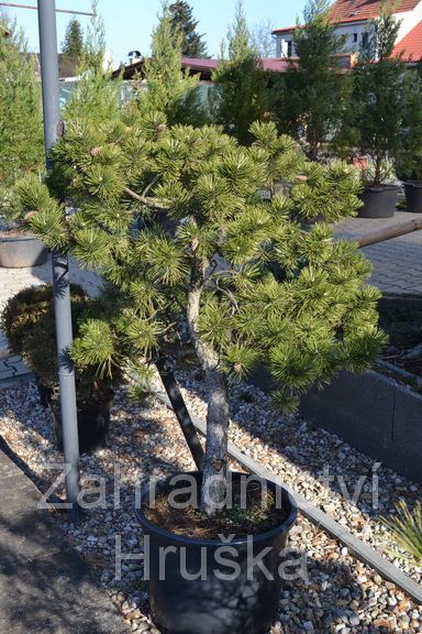 borovice ern - Pinus nigra