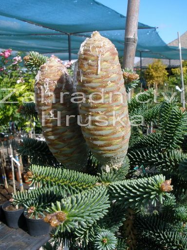 jedle panlsk - Abies pinsapo