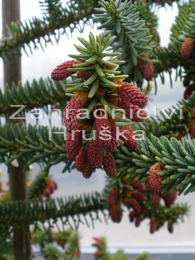 jedle panlsk - Abies pinsapo