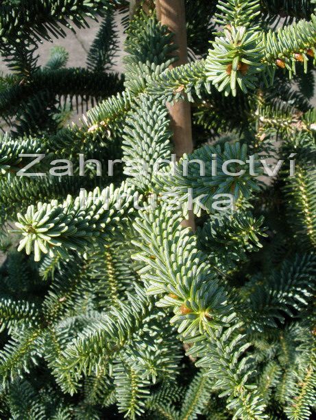 jedle panlsk - Abies pinsapo