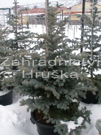 smrk pichlav Glauca Globosa - Picea pungens Glauca Globosa