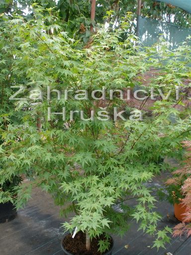javor dlanitolist - Acer palmatum
