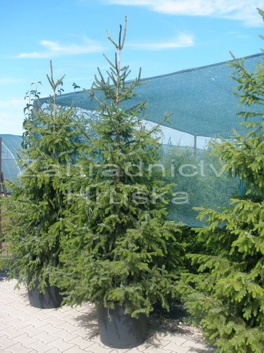 smrk omorika - Picea omorika