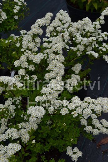 tavolnk niponsk Snowmound - Spiraea nipponica Snowmound