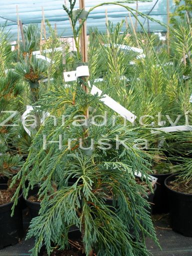 cypiek nutkajsk Pendula - Cupressus nootkatensis Pendula