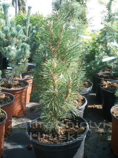 borovice ern Komet - Pinus nigra Komet