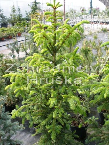 smrk ztepil Cupressina - Picea abies Cupressina