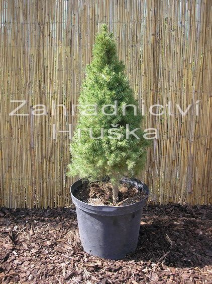 smrk siv Conica - Picea glauca Conica
