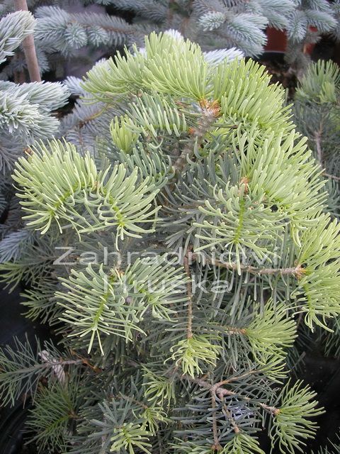 jedle ojnn Nana - Abies concolor Nana