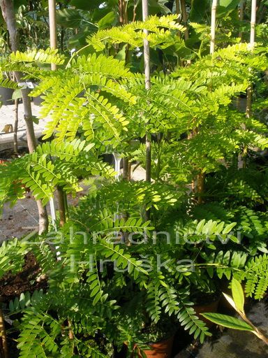 dezovec trojtrnn Sunburst - Gleditsia triacanthos Sunburst