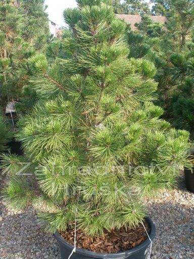 borovice ern - Pinus nigra