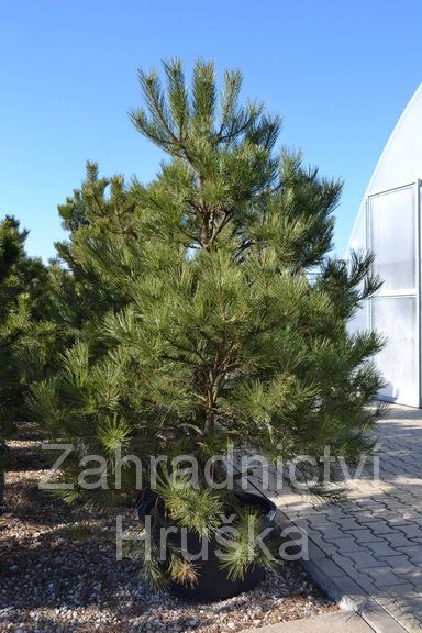 borovice ern - Pinus nigra