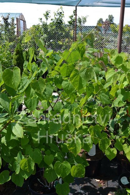 zmarlika kanadsk - Cercis canadensis