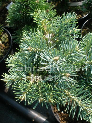 jedle ojnn Piggelmee - Abies concolor Piggelmee