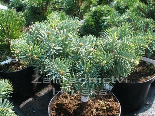jedle ojnn Piggelmee - Abies concolor Piggelmee