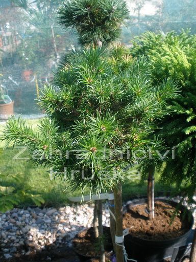 borovice Banksova Chippewa (na kmnku) - Pinus banksiana Chippewa (na kmnku)