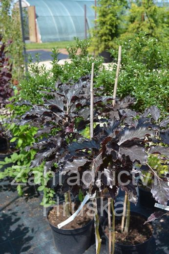 buk lesn Rohan Weeping - Fagus sylvatica Rohan Weeping