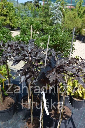 buk lesn Rohan Weeping - Fagus sylvatica Rohan Weeping