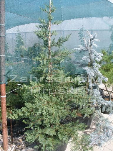 cipiovec Leylandv - Cupressus  leylandii
