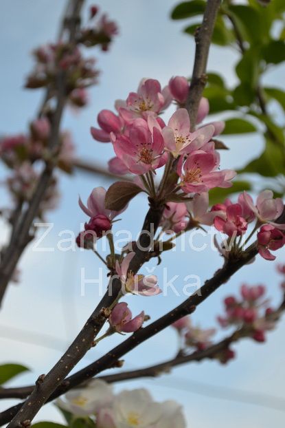 jablo Everest - Malus Everest