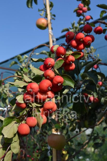 jablo Everest - Malus Everest