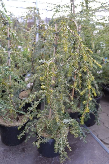 jedlovec kanadsk Pendula - Tsuga canadensis Pendula