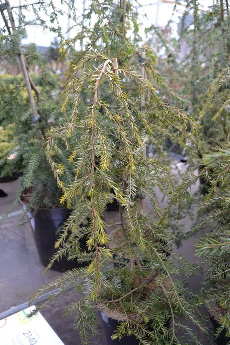 jedlovec kanadsk Pendula - Tsuga canadensis Pendula
