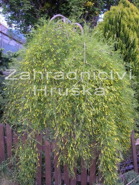 imink stromovit Walker - Caragana arborescens Walker