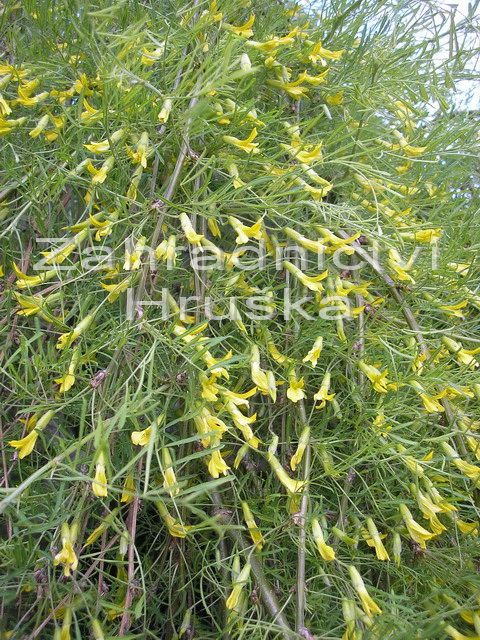 imink stromovit Walker - Caragana arborescens Walker