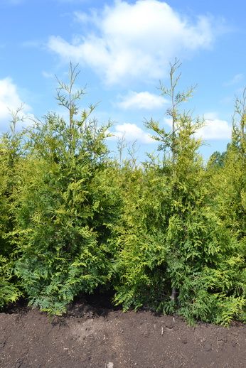zerav obrovsk Krnik - Thuja plicata Krnik