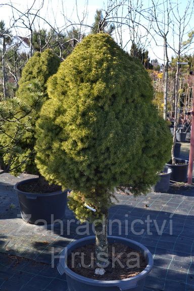 smrk siv Conica - Picea glauca Conica