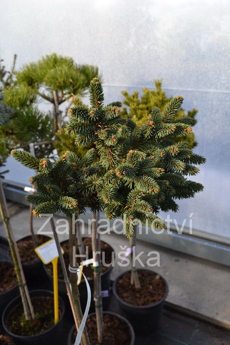 smrk ztepil Hana - Picea abies Hana