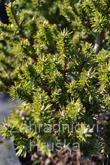 borovice Banksova Schneverdingen - Pinus banksiana Schneverdingen