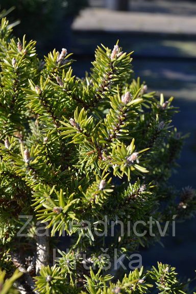borovice Banksova Schneverdingen - Pinus banksiana Schneverdingen