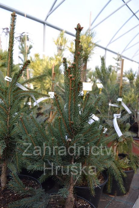 smrk ztepil Cupressina - Picea abies Cupressina