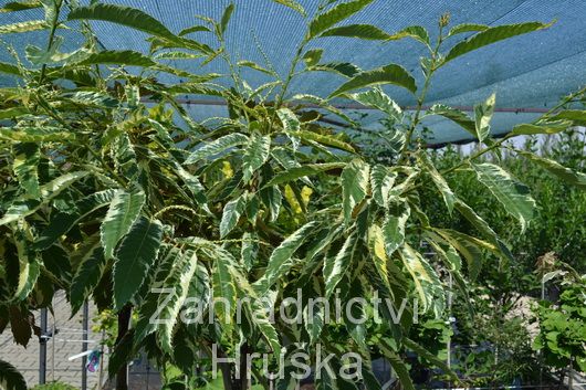 katanovnk jedl Variegata - Castanea sativa Variegata