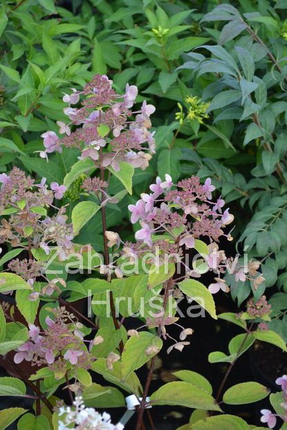 hortenzie latnat Wim's Red - Hydrangea paniculata Wim's Red