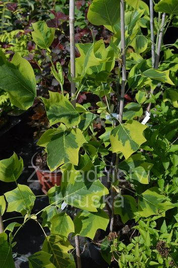 liliovnk tulipnokvt Variegata - Liriodendron tulipifera Variegata