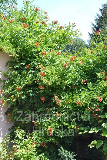 kivou koenujc - Campsis radicans
