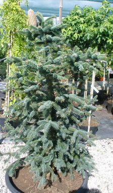 jedle panlsk - Abies pinsapo