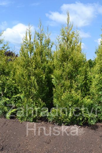 zerav obrovsk Krnik - Thuja plicata Krnik