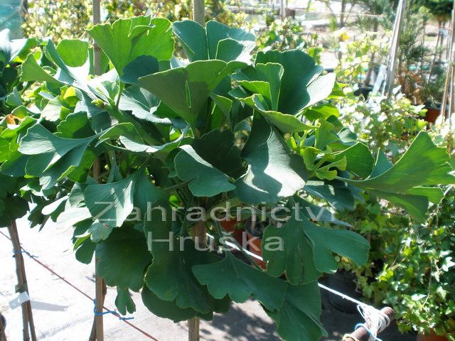 jinan dvoulalon Mariken - Ginkgo biloba Mariken