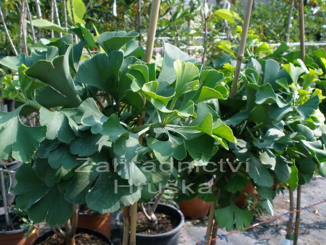 jinan dvoulalon Mariken - Ginkgo biloba Mariken