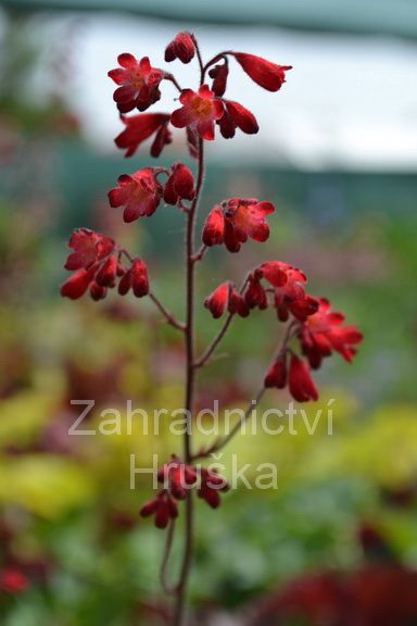 dluicha Coral Forest Scarlet - Heuchera Coral Forest Scarlet