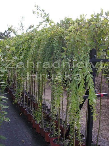 vrba celolist Pendula - Salix integra Pendula