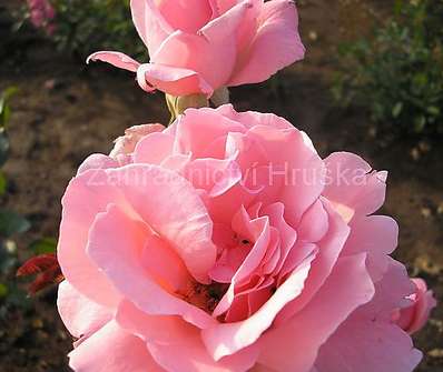 Růže Elisabeth Rose
