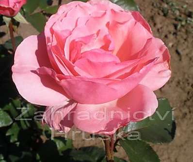 Růže Elisabeth Rose