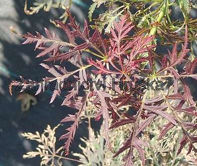 javor - Acer palmatum 'Dissectum Garnet'.